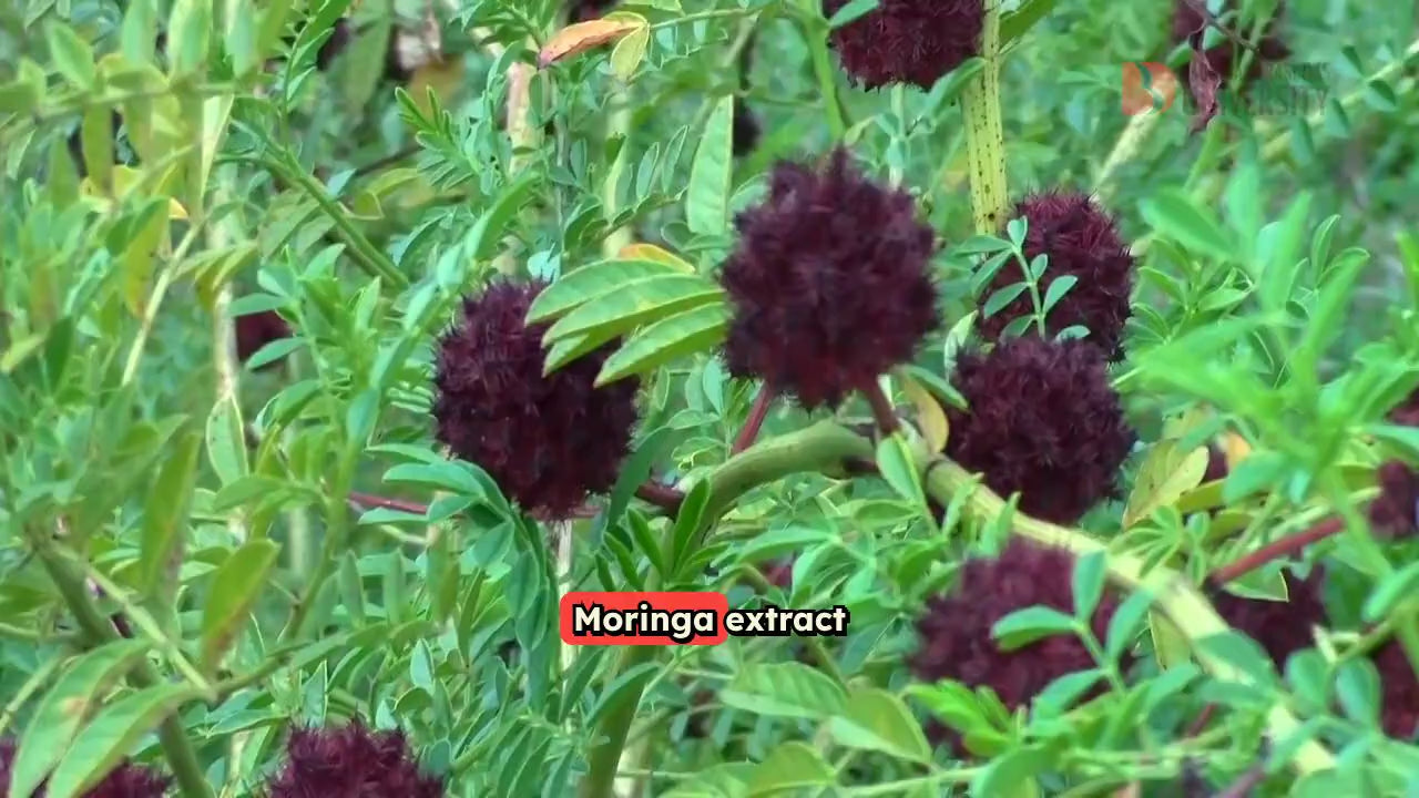 Moringa Drops