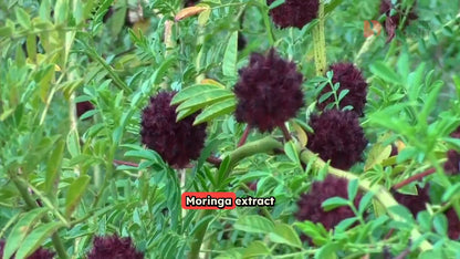Moringa Drops